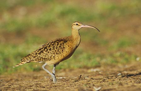 bristle thighed curlew