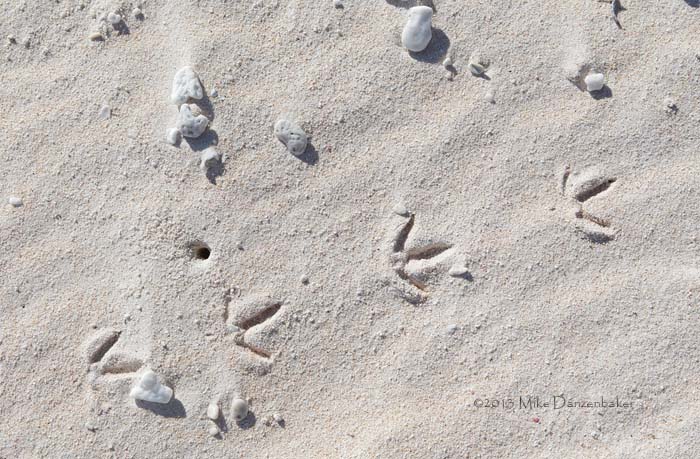 Bristle-thighed Curlew (Numenius tahitiensis) photo
