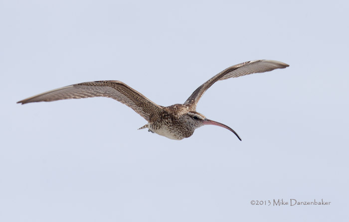 Bristle-thighed Curlew (Numenius tahitiensis) photo