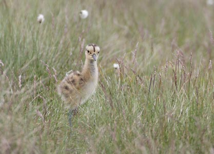 Eurasian Curlew (Numenius arquata) photo image