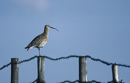 Eurasian Curlew (Numenius arquata) photo image