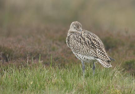 Eurasian Curlew (Numenius arquata) photo image