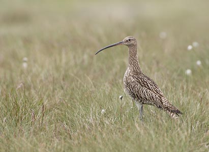 Eurasian Curlew (Numenius arquata) photo image