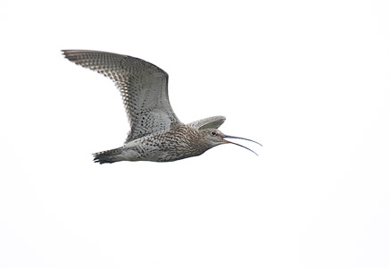 Eurasian Curlew (Numenius arquata) photo image