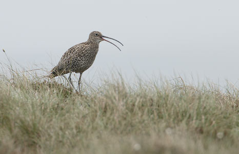 Eurasian Curlew (Numenius arquata) photo image