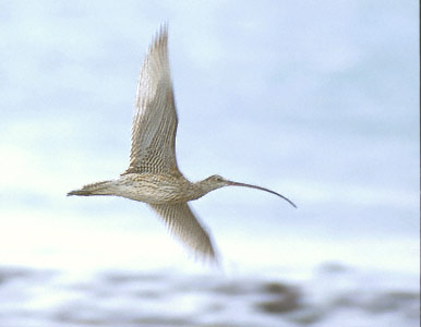 Far Eastern Curlew (Numenius madagascariensis) photo image