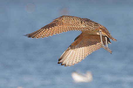 Long-billed Curlew (Numenius americanus) photo