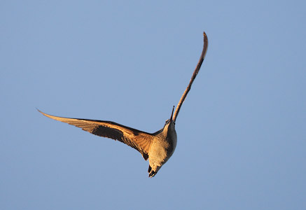 Long-billed Curlew (Numenius americanus) photo