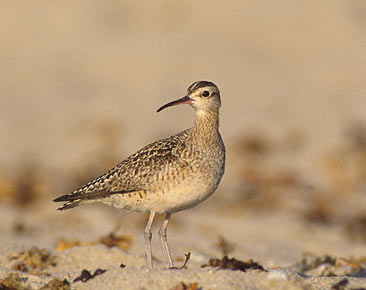 Little Curlew (Numenius minutus) photo image