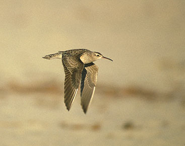Little Curlew (Numenius minutus) photo image