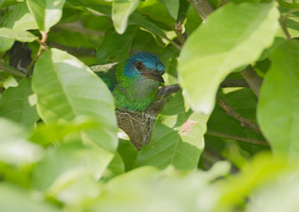 Blue Dacnis (Dacnis cayana) photo image
