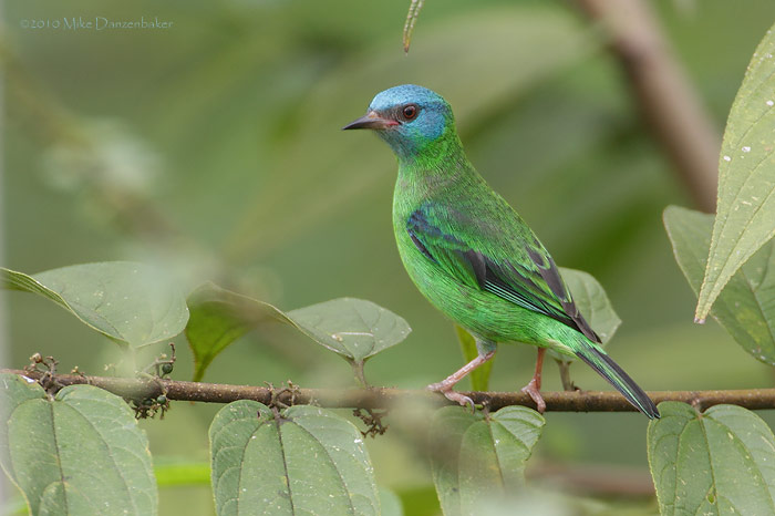 Blue Dacnis (Dacnis cayana) photo image
