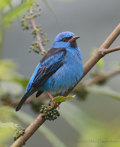 Blue Dacnis (Dacnis cayana) photo