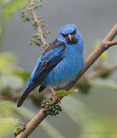 Blue Dacnis (Dacnis cayana) photo image