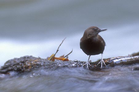 Brown Dipper (Cinclus pallasii) photo