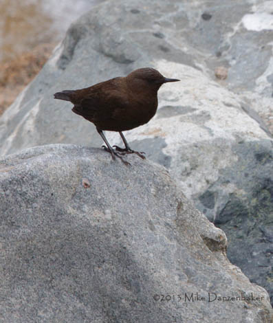 Brown Dipper (Cinclus pallasii) photo image