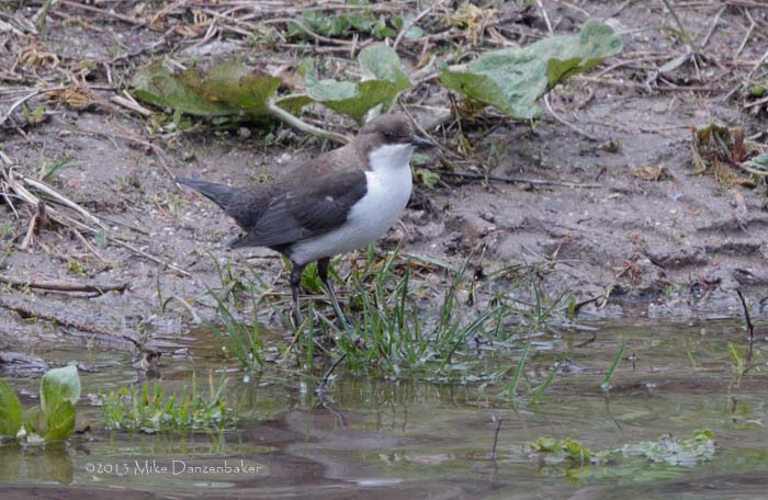White-throated Dipper (Cinclus cinclus) photo