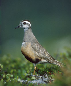 Eurasian Dotterel (Charadrius morinellus) photo image
