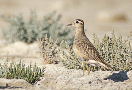 Eurasian Dotterel (Charadrius morinellus) photo image