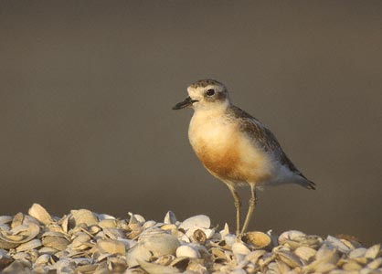 New Zealand Plover (Charadrius obscurus) photo