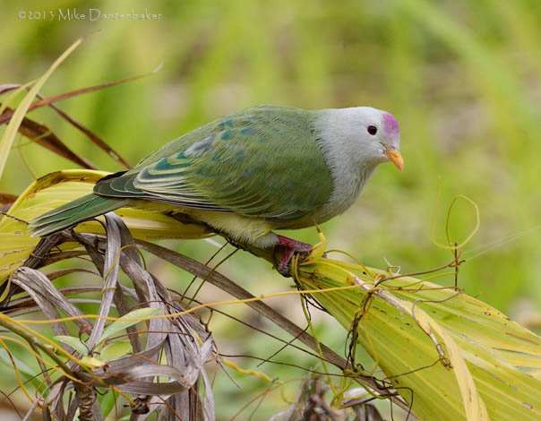 Atoll Fruit Dove (Ptilinopus coralensis) photo