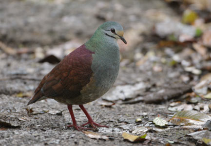 Buff-fronted Quail-Dove (Geotrygon costaricensis) photo image