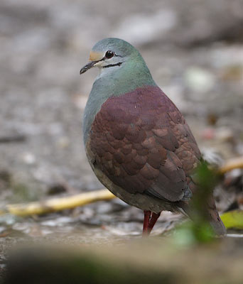 Buff-fronted Quail-Dove (Geotrygon costaricensis) photo image