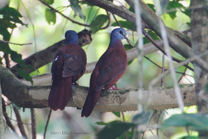 Blue-headed Wood Dove (Turtur brehmeri) photo image