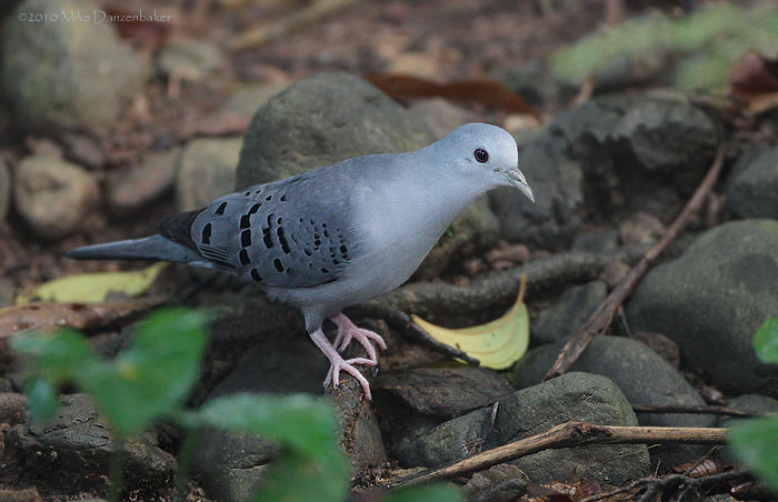 Blue Ground-Dove (Claravis pretiosa) photo