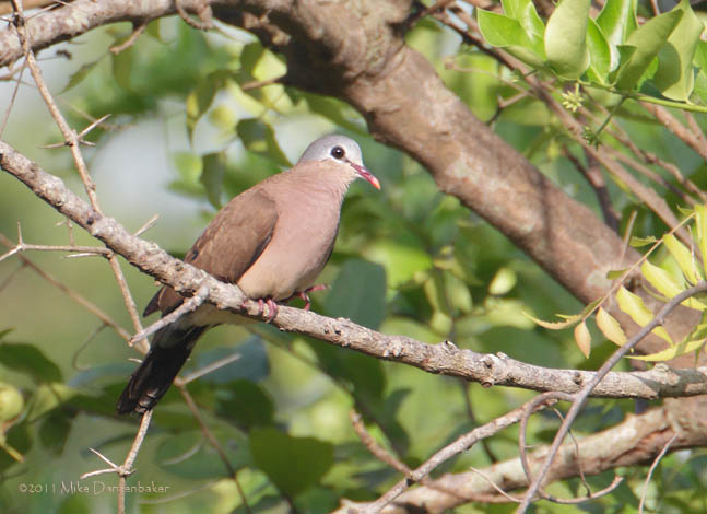 Blue-spotted Wood Dove (Turtur afer) photo image