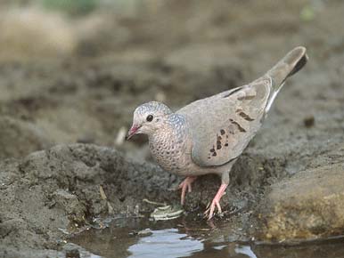 Common Ground Dove (Columbina passerina) photo image