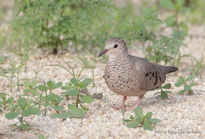 Common Ground Dove (Columbina passerina) photo image