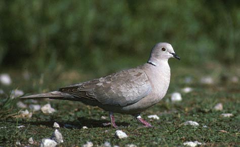 Eurasian Collared Dove (Streptopelia decaocto) photo image