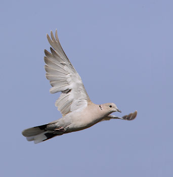 Eurasian Collared-Dove (Streptopelia decaocto) photo