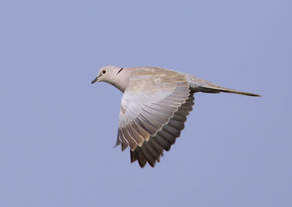 Eurasian Collared-Dove (Streptopelia decaocto) photo