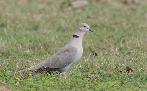 Eurasian Collared-Dove (Streptopelia decaocto) photo