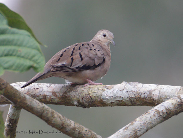 Ecuadorian Ground Dove (Columbina buckleyi) photo image