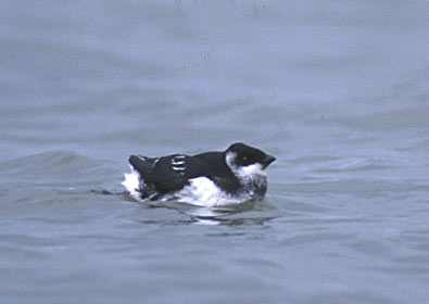 Dovekie (Alle alle) photo image