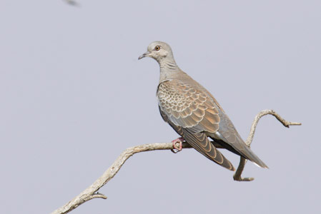 European Turtle Dove (Streptopelia turtur) photo image