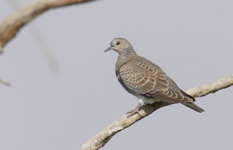 European Turtle Dove (Streptopelia turtur) photo image