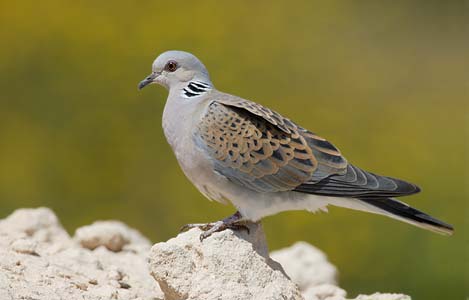 European Turtle Dove (Streptopelia turtur) photo image