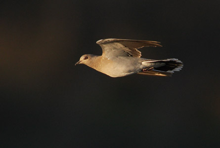 European Turtle Dove (Streptopelia turtur) photo