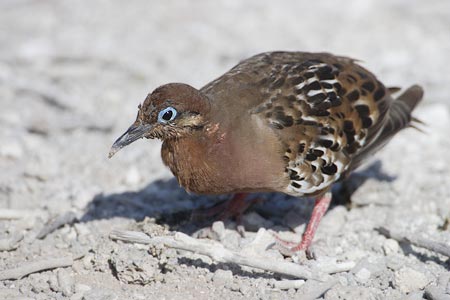 Galapagos Dove (Zenaida galapagoensis) photo image