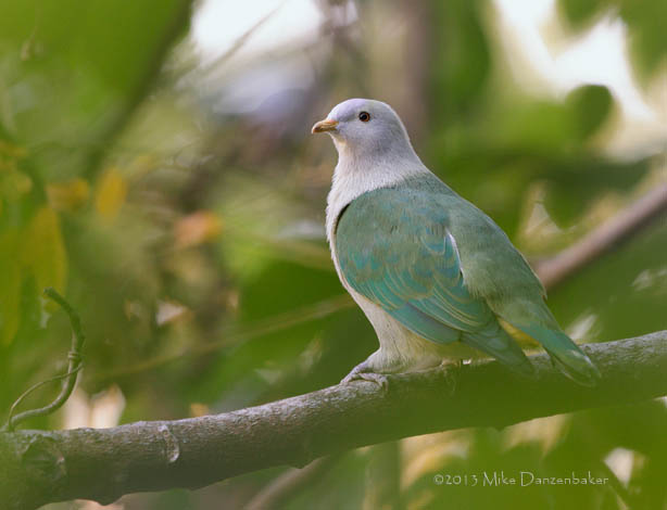 Grey-green Fruit Dove (Ptilinopus purpuratus) photo