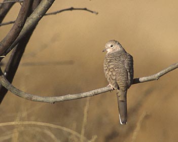 Inca Dove (Columbina inca) photo image