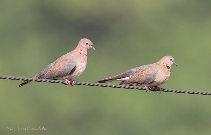 Laughing Dove (Spilopelia senegalensis) photo image