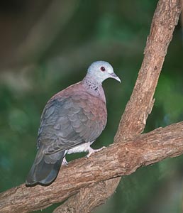 Malagasy Turtle Dove (Nesoenas picturata) photo image