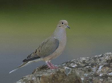 Mourning Dove (Zenaida macroura) photo image