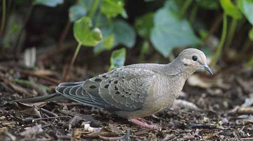 Mourning Dove (Zenaida macroura) photo image