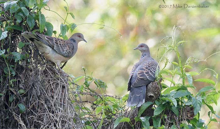 Oriental Turtle Dove (Streptopelia orientalis) photo image